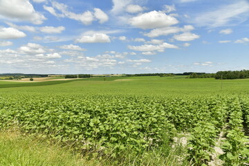 Champs de tournesols pas encore en fleur sous les cumulus de beau temps au Périgord Vert 