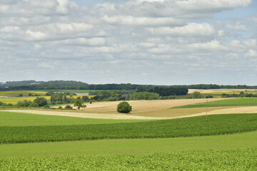 Fototapeta na wymiar L'arbre solitaire au milieu de l'immensité des champs de blé et de maïs près du bourg de Fontaine au Périgord Vert 