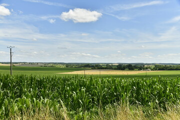 Champs de maïs sous un ciel parsemé de cumulus de beau temps aux environs du bourg de Vendoire au...