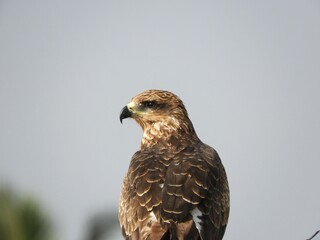 Raptor Portrait 