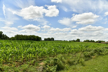 Fototapeta na wymiar Champs de maïs sous un ciel parsemé de cumulus de beau temps aux environs du bourg de Vendoire au Périgord Vert 