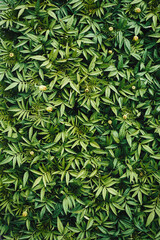 Naklejka na ściany i meble Green natural planting background from fresh tagetes seedling leaves