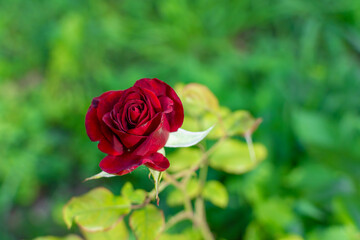 Close-up of a burgundy rose on a stem against