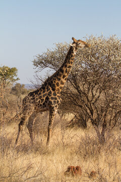 Feeding Giraffe, Madikwe Game Reserve