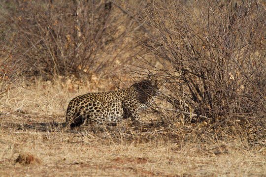 Leopard, Madikwe Game Reserve