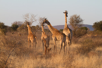 Naklejka na ściany i meble Giraffe family, Madikwe Game Reserve