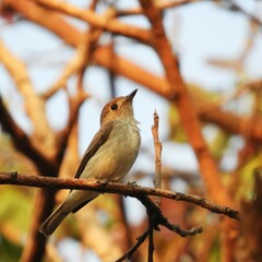 Little Bird 