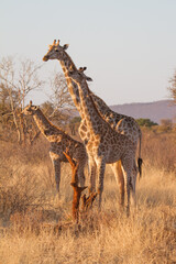 Naklejka na ściany i meble Giraffe family, Madikwe Game Reserve