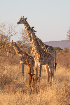 Giraffe family, Madikwe Game Reserve