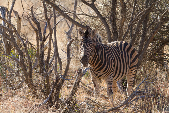 Why a Zebra has  stripes, Madikwe Game Reserve
