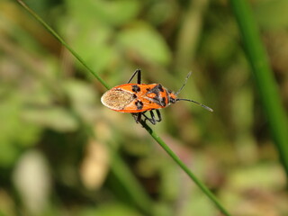 Fototapeta na wymiar Cinnamon bug, black and red squash bug (Corizus hyoscyami) sitting on a green blade of grass