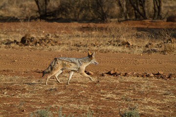 Black-backed Jackal, Madikwe Game Reserve