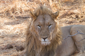 Lion, Madikwe Game Reserve