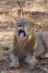 Obraz premium Madikwe Game Reserve