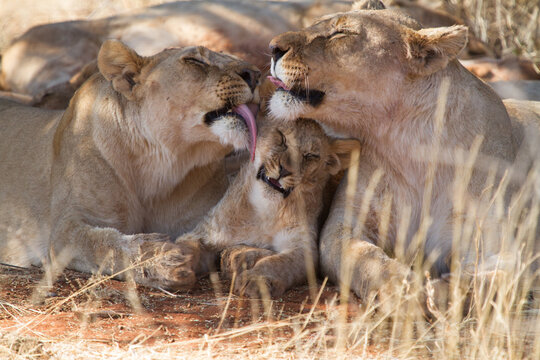 Lion Cub getting plenty of attention, Madikwe Game Reserve