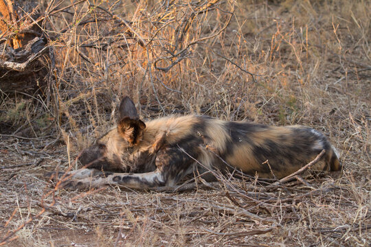 Wild Dog resting, Madikwe Game Reserve
