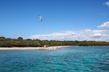 Seagull Flies near Shore of Brionian Island in Croatia. Brijuni National Park with Adriatic Sea, Trees and Flying Bird in Europe during Summer Vacation Day.