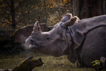 Fototapeta premium Indian Rhino Profile in Zoological Garden. Side Portrait of Rhinoceros Unicornis Breathing in Zoo.