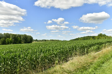 Fototapeta na wymiar Champs de maïs sous un ciel parsemé de cumulus de beau temps aux environs du bourg de Vendoire au Périgord Vert 