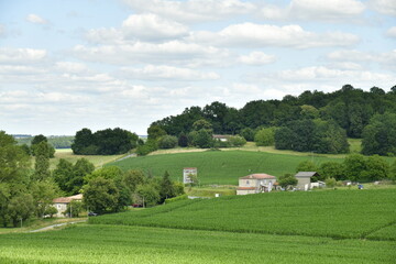 Fototapeta na wymiar Vaste zone de plantation de maïs sous l'ombre des nuages près du bourg de Vendoire au Périgord Vert 
