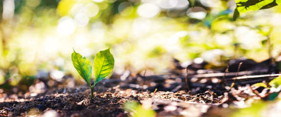 Small plant that grow on fertile soil in nature and in light sun. Plant growing in garden. Young...