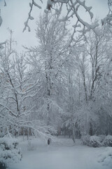 Beautiful tree branches covered with snow on a winter snowy day, snowfall weather, vertical shot