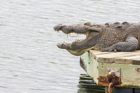 Cocodrilo de pantano tomando el sol en la Laguna del Carpintero en Tampico, Tamaulipas, M&eacute;xico.
