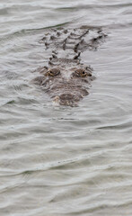 Cocodrilo de pantano tomando el sol en la Laguna del Carpintero en Tampico, Tamaulipas, M&eacute;xico.