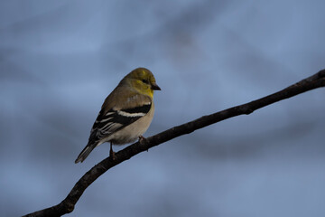 American Goldfinch on a branch