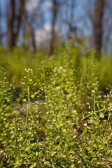 Beautiful grass and tiny flowers on forest ground, tender spring sprouts, natural background. Soft focused vetcal shot