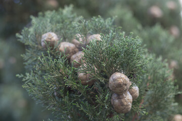 Pine branch with needles and pine cones, tropical pine