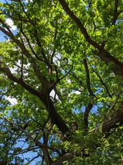 trees in the forest