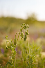 Beautiful green poppy buds before flowering. Poppies or paraver heads in spring meadow. Vertical shot