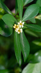Pittosporum tobira, white-yellow flowers on a background of green leaves