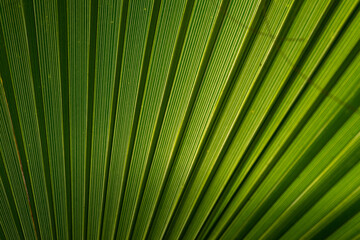 The play of light and shadows, the texture of straight lines near the green palm leaf