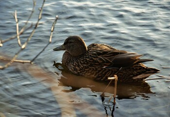 duck on the lake in the water