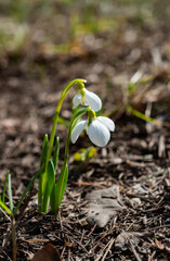 Amaryllidoideae, Galanthus (Elwes's snowdrop, greater snowdrop), Red Book of Ukraine