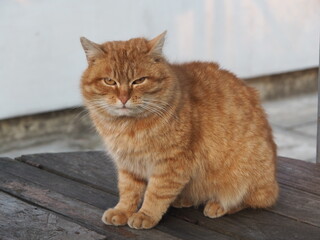 The red cat is squinting into your eyes