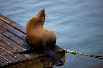 Fototapeta premium A beautiful adorable california sea lion (Zalophus californianus) rests at the famous Pier 39 in San Francisco, California, USA. 