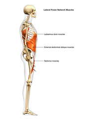 Full Body Diagram of Male Lateral Power Network Muscles Side View on White Background with Text Labeling - 574396708