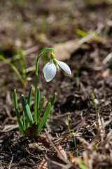 Galanthus elwesii (Elwes's, greater snowdrop) in the wild. Red Book Ukraine