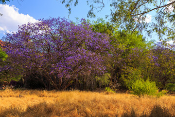 Fototapeta premium Beautiful purple flowers on the tree. Waterberg Plateau National Park, Kalahari, Otjiwarongo, Namibia, Africa.