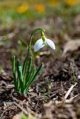 Galanthus elwesii (Elwes's, greater snowdrop) in the wild. Red Book Ukraine