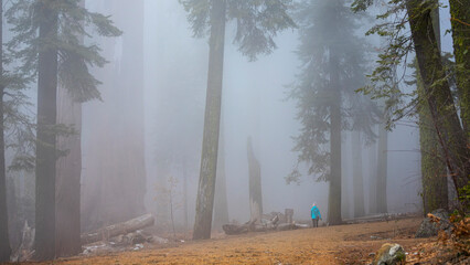Beautiful lonely girl in blue jacket wanders in a misty sequoia forest. Sequoia National Park in...