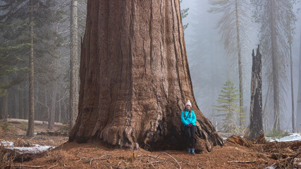 A beautiful girl in a blue jacket leans against the thick, large trunk of a sequoia tree in foggy...