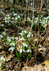 Galanthus elwesii (Elwes's, greater snowdrop) in the wild. Red Book Ukraine