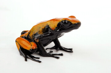 Splash-Backed Poison Frog // Klecksbaumsteiger  (Adelphobates galactonotus)