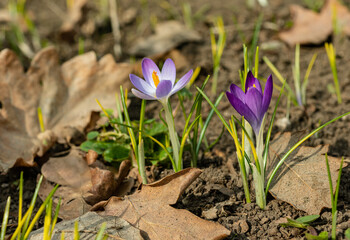 Garden crocuses bloom in spring in the botanical garden, Odessa