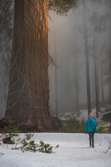 Girl in blue jacket walking in fog towards massive sequoia tree illuminated by falling sunlight. Sequoia National Park, California, USA.
