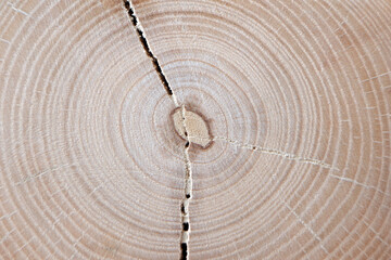 End saw cuts of Ash, annual rings are clearly visible. Saw cuts of small, about 80 mm, branches of an ash-tree.